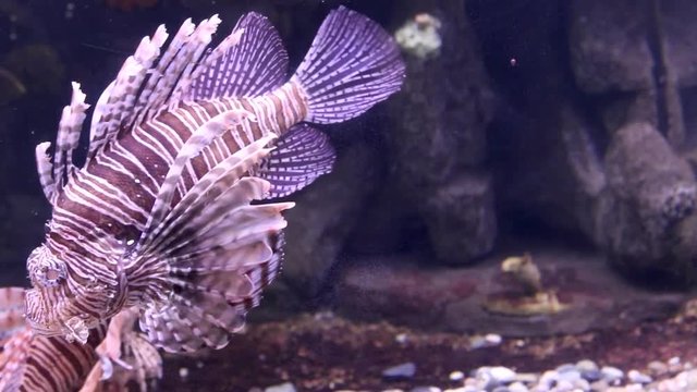 coral reef fish swims in a large aquarium