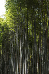 Fototapeta premium Surowe tła pędów bambusa w Arashiyama Bamboo Grove w Kioto
