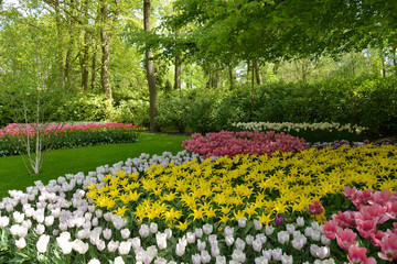 Plakat Flowers in Keukenhof gardens.