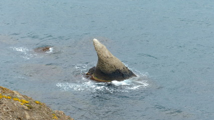 sea, water, ocean, whale, dolphin, mammal, animal, nature, dolphins, blue, orca, beach, wildlife, fish, fin, seal, marine, tail, rock, coast, humpback, wave