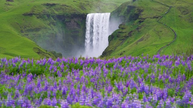 Beautiful scenery of the majestic Skogafoss Waterfall in countryside of Iceland in summer. Skogafoss waterfall is the top famous natural landmark and tourist destination place of Iceland and Europe.