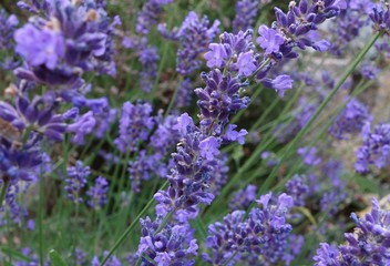 Obraz premium Lavendel