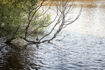 Obraz na płótnie Canvas tree in water