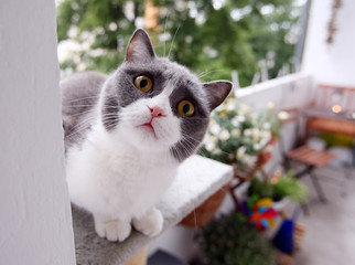 Ein süße Katze der Rasse Britisch Kurzhaar schaut hungrig mit ihren großen gelben Augen in die...