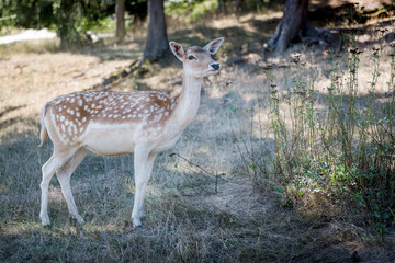fallow deer in the forest