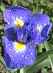 Iris
