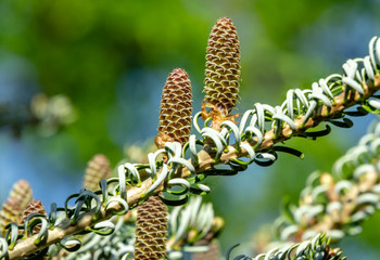 Beautiful close-up of young cones on the branches of fir Abies koreana Silberlocke with green and silvery spruce needles on background. Selective focus. Nature concept for design