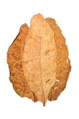 dry leaf tobacco closeup on the white background