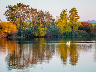 The reflection of multicolored autumn trees in a river on which the white swan floats_