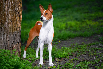 Portrait of a red basenji standing between the trees in a summer forest on the Sunset. Basenji Kongo Terrier Dog.