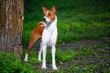 Naklejka na ściany i meble Portrait of a red basenji standing between the trees in a summer forest on the Sunset. Basenji Kongo Terrier Dog.
