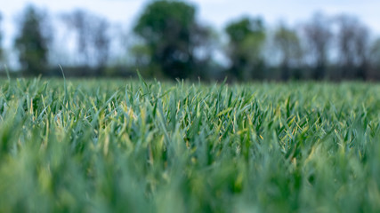 Wheat shoots with septoria. Crop loss due to plant diseases