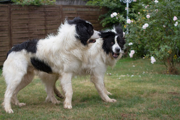 2 dogs play on a meadow