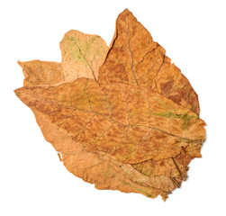 dry leaf tobacco closeup on the white background