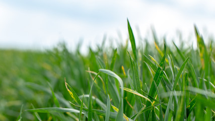 Wheat shoots with septoria. Crop loss due to plant diseases