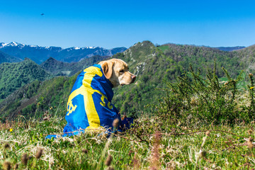 Un perro, la bandera de Asturias y el paisaje