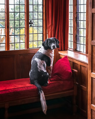 Fototapeta na wymiar Mylo the Springer Spaniel dog sat in the window