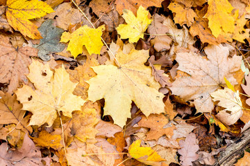 Texture of multicolored maple autumn leaves that lie on the ground_