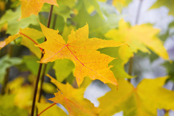 Multicolored autumn leaves of maple in the forest in sunny weather_