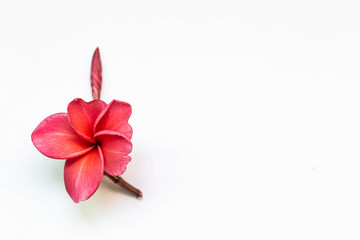 Frangipani on a white background