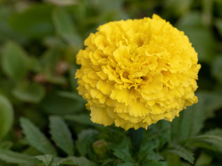 Close up of beautiful Marigold flower ( Mexican, Aztec or African marigold) in the garden