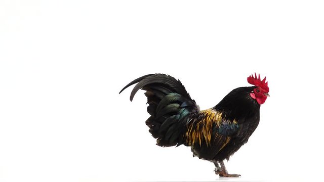 black with yellow feathers cock sings on a white screen