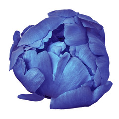 flower indigo peony isolated on a white  background with clipping path. Close-up. Nature.
