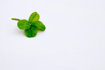 Four leaf clover isolated on white background with copy space. Nature summer luck fortune concept. St Patrics Day.