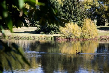 Black swan and coot swimming on lake Moana Nui in Tokaroa, south Waikato with autumnal willow trees and reeds in the background reflecting on the clear glassy lake surface.