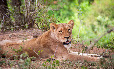 Eine Löwin im Kruger-Nationalpark/Südafrika liegt im Gras und blickt in die Kamera