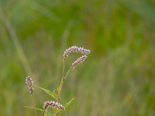 Wild plant with small pink buds isolated against an out of focus green background image with copy space in landscape format