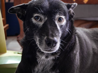Dog wearing glasses white eye,Home,Bangkok,Thailand