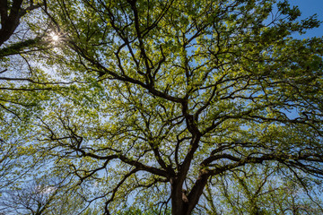 Quercia. Quercus è un genere di piante appartenente alla famiglia delle Fagacee, comprendente gli...