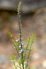 Macrophotographie de fleur sauvage - Anarrhinum bellidifolium