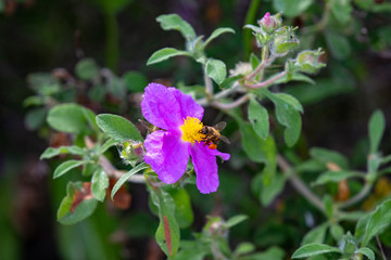 Obraz premium Flower of a purple rock rose (Cistus creticus)