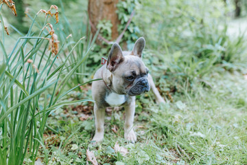 french bulldog blue - Französische Bulldogge Welbe 