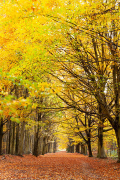 Avenue of autumn trees with golden leaves