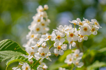 blooming white lilac at springtime