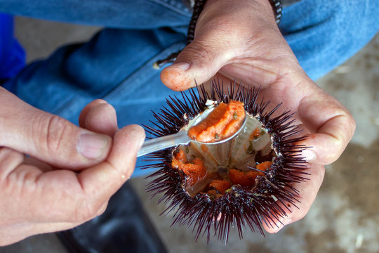 a man is eating fresh sea urchin with spoon