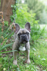 french bulldog blue - Französische Bulldogge Welbe 