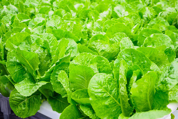 Fototapeta na wymiar Fresh organic green leaves cos romaine lettuce salad plant in hydroponics vegetables farm system