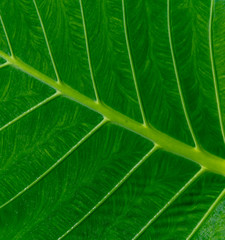 texture of green leaf