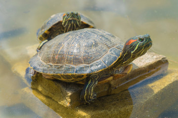 Two pond turtles on a tree floating on the water