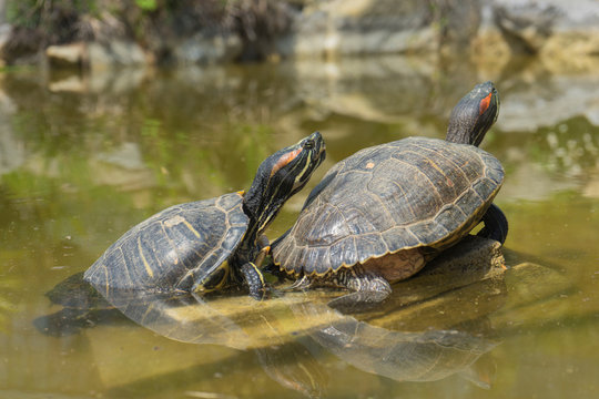 two domestic turtles on a rock floating on the water