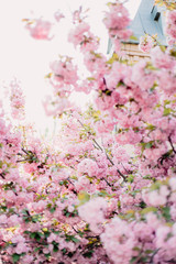 Sakura blooming pink tree