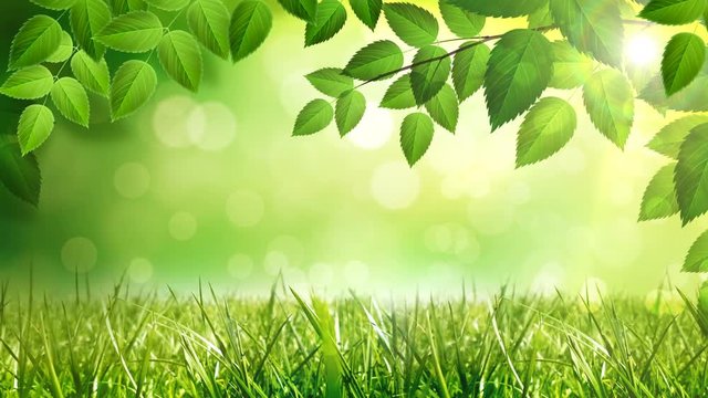 Sunny background with Natural branch with green leaves on the forest with sunlights. Looped 4K motion graphic.