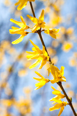 Flowering Forsythia closeup on blue sky background