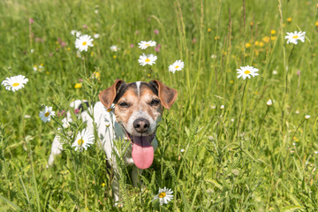 little dog sits in a blooming meadow in spring. Jack Russell Terrier  dog11 years old