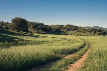Fototapeta premium Mediterranean oat field in Seville, Spain.