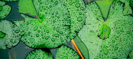 Group of Lily Pads © Photography by Rob D